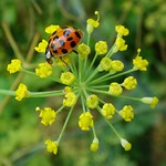 Agile on Yellow. Harmonia axyridis, Harlequin Ladybird, on Fennel, Foeniculum vulgare, Hortus Botanicus, Amsterdam, The Netherlands