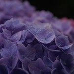 Hydrangea