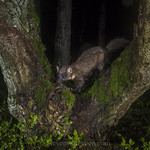 pine marten caught on a DSLR camera trap deep into the woods. Boommarter gefotografeerd met een DSLR cameraval in het bos.