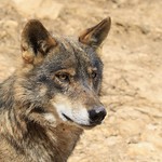 Iberian Wolf