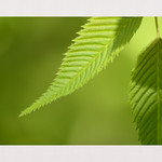 Straight to the Point - MM 'Jagged'