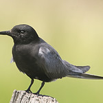 Black Tern