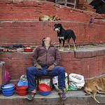 Dogs and Pigeons - Kathmandu, Nepal