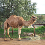 Oasis Camel Farm