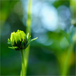 the last bud..........