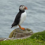Puffin on Inner Farne, Farne islands, England