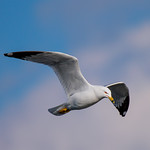 Ring-Billed Gull over Kent Lake