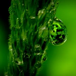 Drop filled with green leaves!