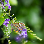 Papillon de verre / Glasswing / Greta Oto
