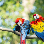 the couple of macaw