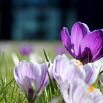 Dreaming about a nice Spring in Denmark