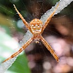 St. Andrew&rsquo;s Spider, Singapore