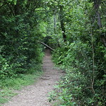along_the trail_brushy_creek_5Div4109