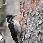 American Three-toed Woodpecker