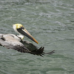 Pelican Landing