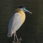 Capped Heron