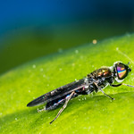 Soldier Fly on Green leaf