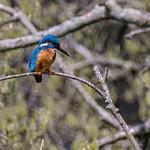 Common Kingfisher (male)