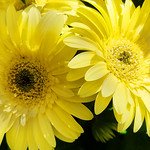 Yellow Daisy Flowers