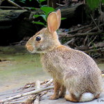 Young Cottontail.