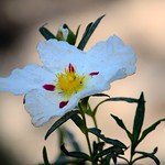 Cistus ladanifer