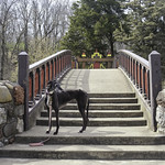 Beauty at the Bridge