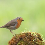 Pisco de peito ruivo // Erithacus rubecula // European Robin
