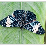 Hamadryas amphinome Butterfly