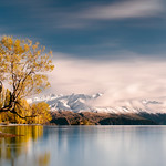 That Wanaka Tree