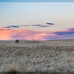 Bison Sunset