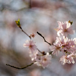 Cherry blossoms