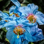 Gratitude is the fairest blossom which springs from the soul. ..Henry Ward Beecher