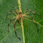 Magnolia Green Jumping Spider