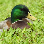 DSCN0044 Mallard Drake