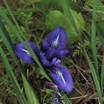 Hidden treasures: Iris macrosiphon