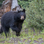 Ours Noir / Black Bear