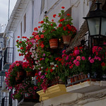 Window Boxes