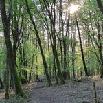 Bois de Hees, Montzen, BELGIUM