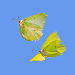 Brimstone pair (Gonepteryx rhamni ) - Butterfly Dance !
