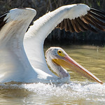 pelican landing