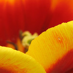 petals: orange/yellow