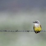 Western Kingbird