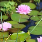 peculiar couple of dragonflies - 2