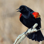 It's Spring in the Marsh!