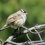 White-crowned Sparrow
