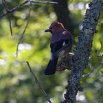Eurasian Jay (Garrulus glandarius)
