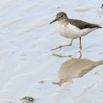 Struttin My Stuff -- Spotted Sandpiper (Actitus macularia); Ponce de Leon Park, Punta Gorda, FL [Lou Feltz]