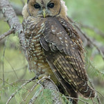 Immature Northern Spotted Owl (Strix occidentalis caurina) - WA