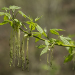 Acer negundo - Box Elder