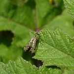 Scorpion Fly